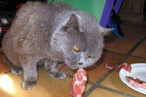 Чи можна годувати кішку сире м'ясо? Чи можна годувати кішку сире м'ясо?